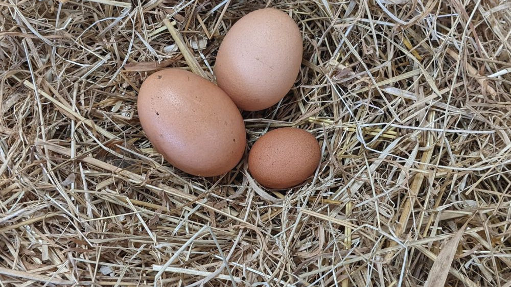 oeufs