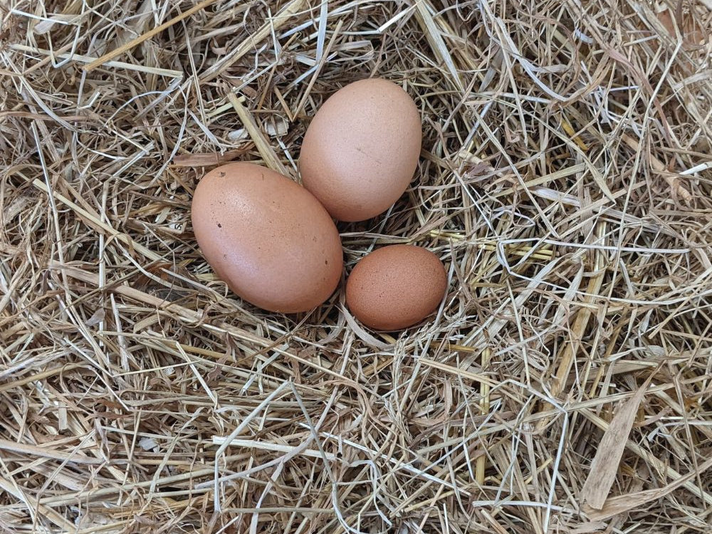oeufs