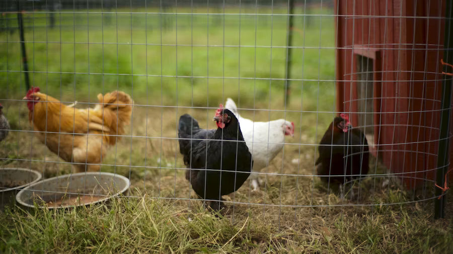 Quel enclos pour les poules ? Une logique en 3 espaces