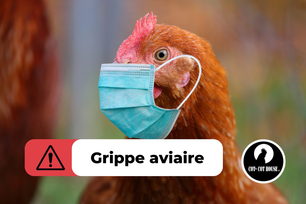 Grippe aviaire : comment protéger mes poules ?