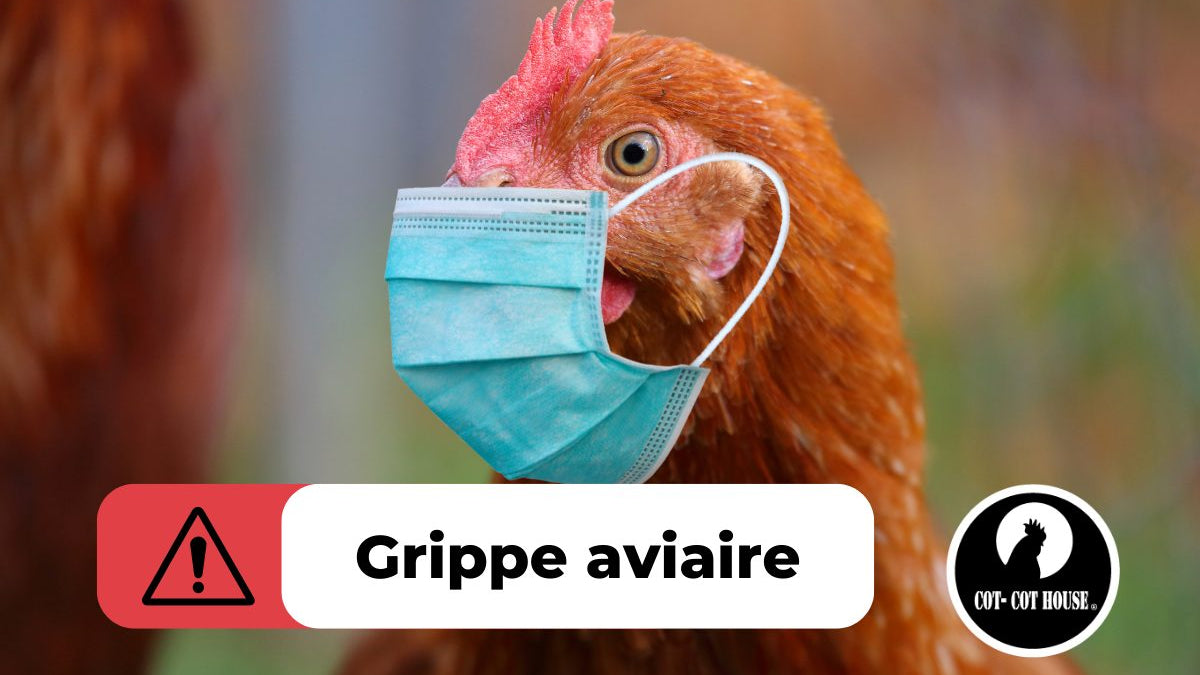 Grippe aviaire : comment protéger mes poules ?