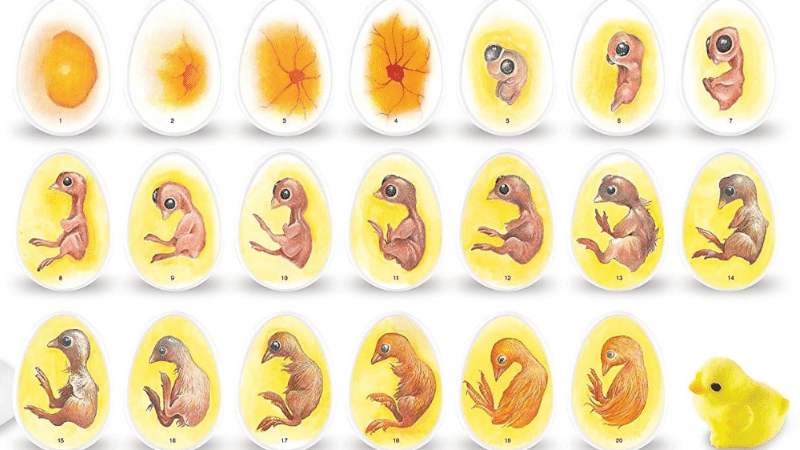 De l'oeuf à la ponte : tout savoir sur l'évolution du poussin en poule