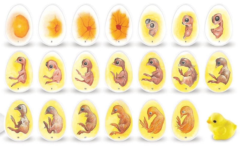 De l'oeuf à la ponte : tout savoir sur l'évolution du poussin en poule