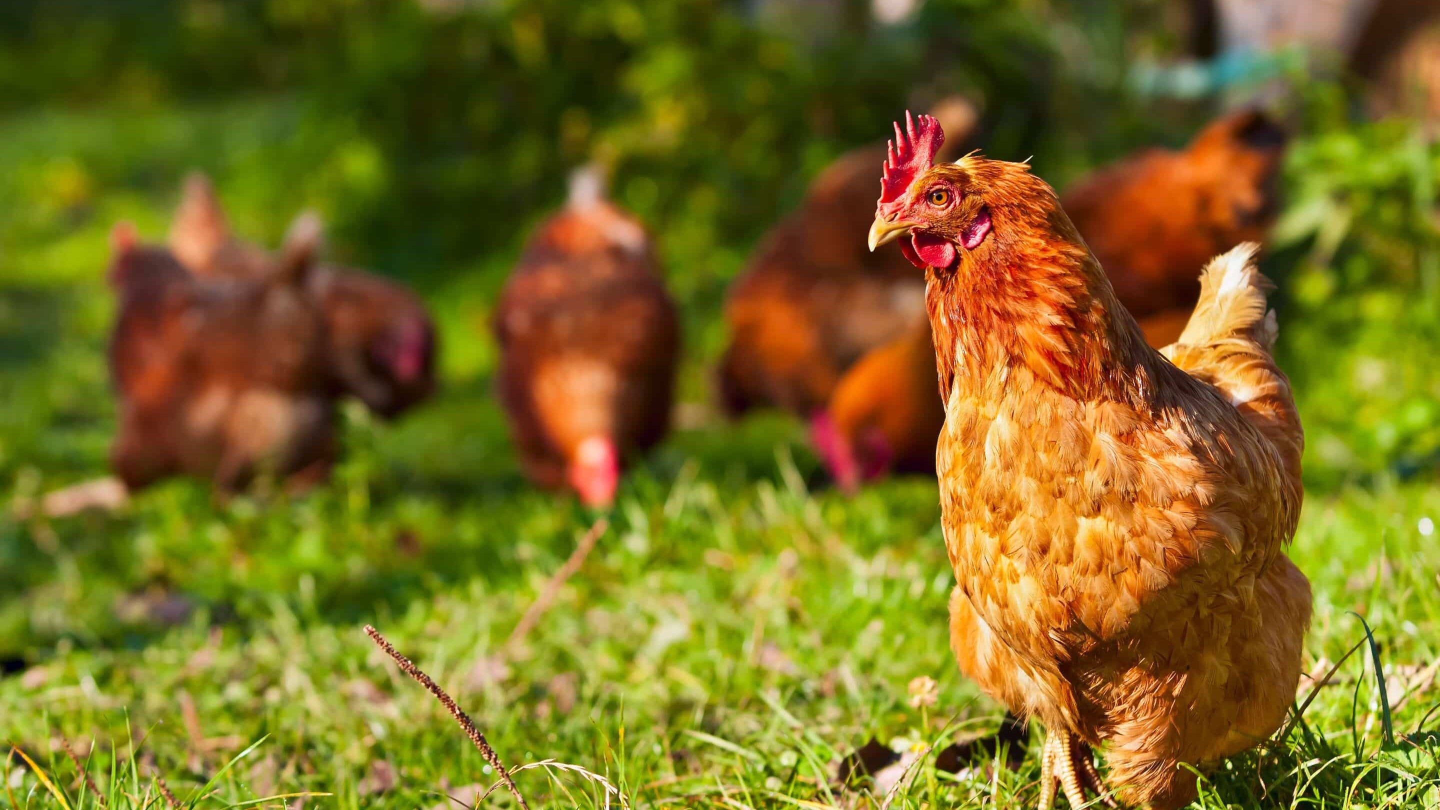 Les poules de réforme : une seconde vie pour ces héroïnes méconnues