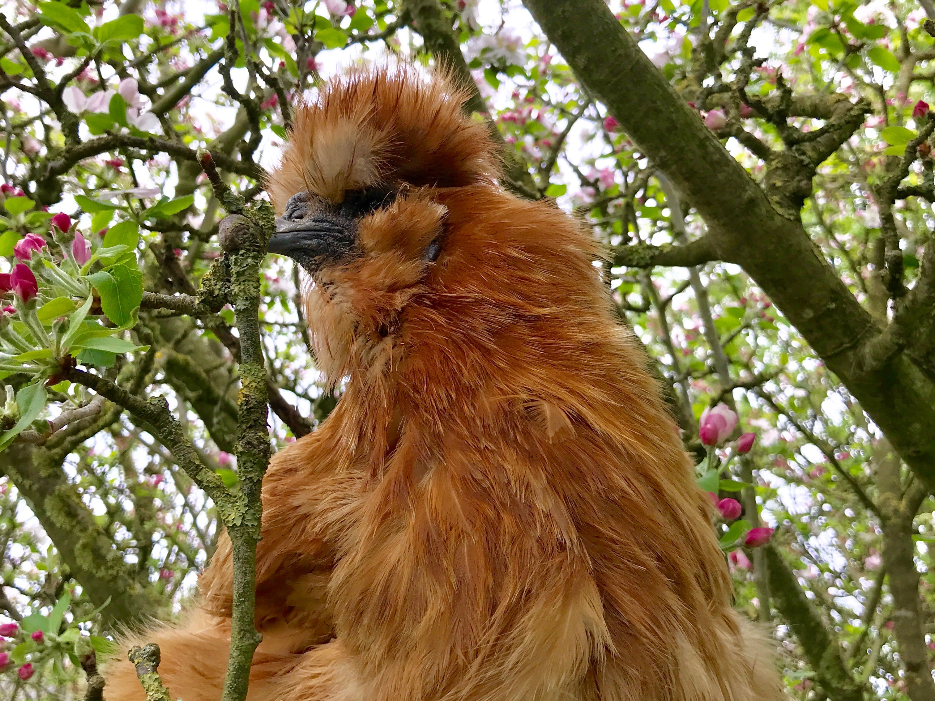 Poules : lutter contre la chaleur