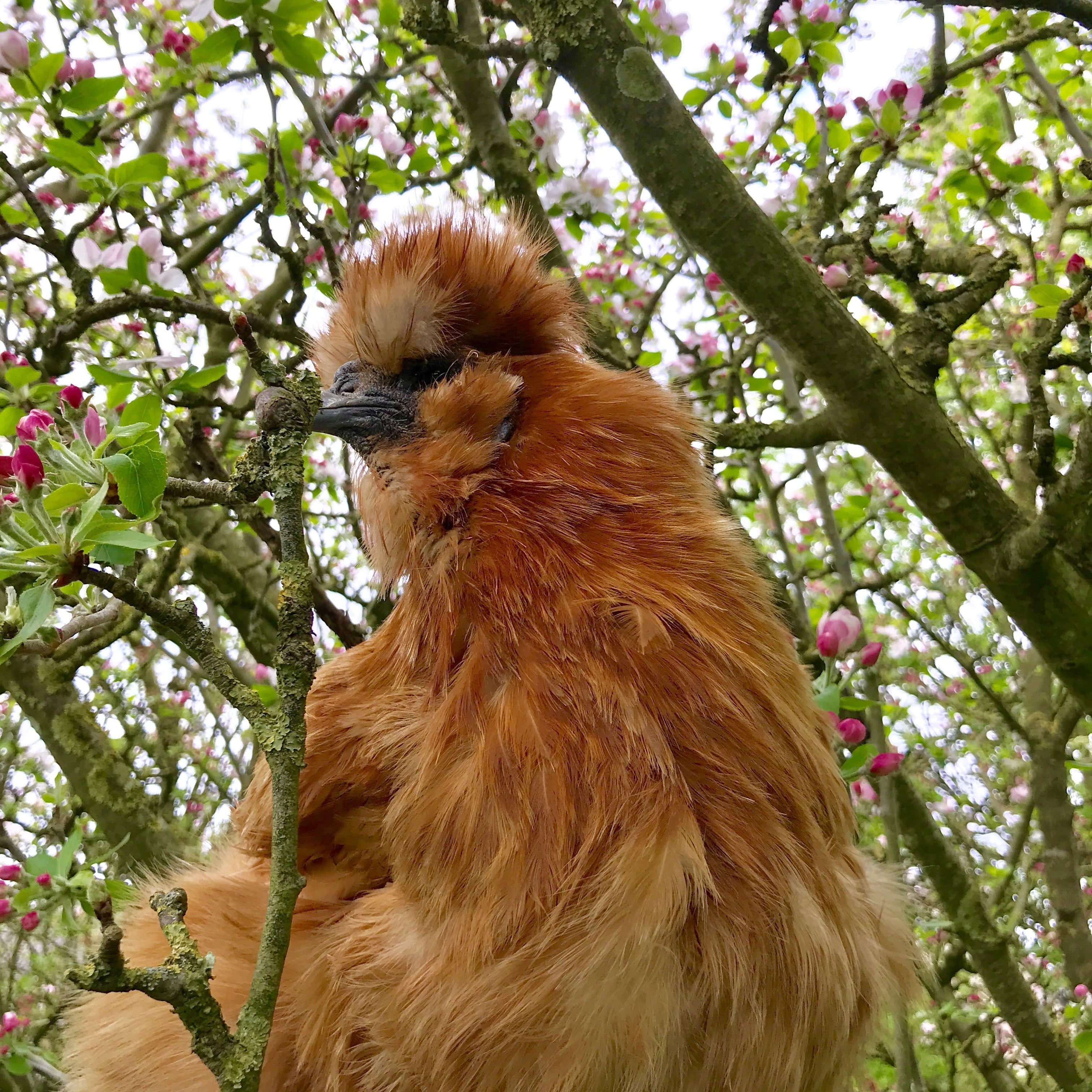 Poules : lutter contre la chaleur