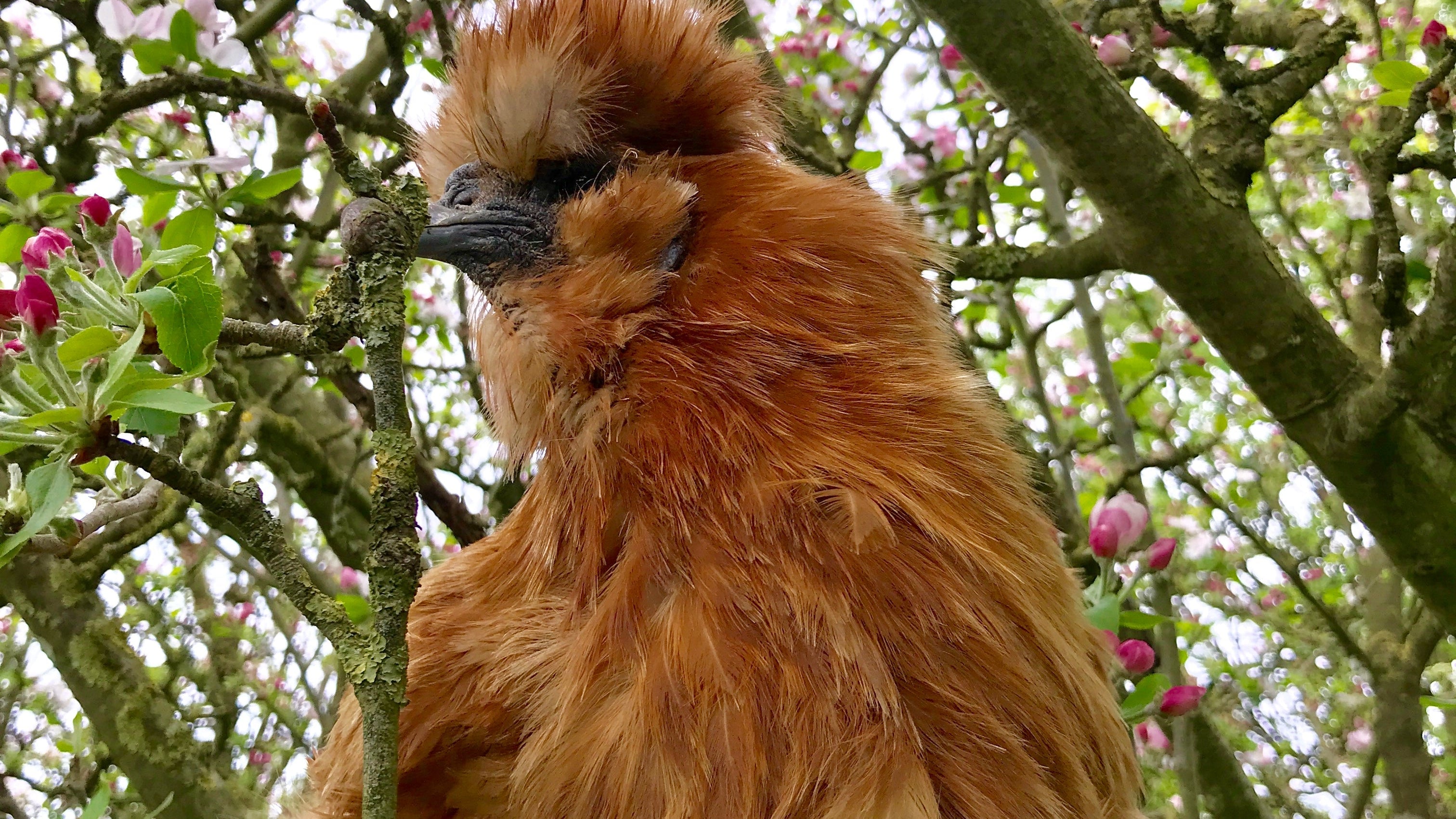 Poules : lutter contre la chaleur