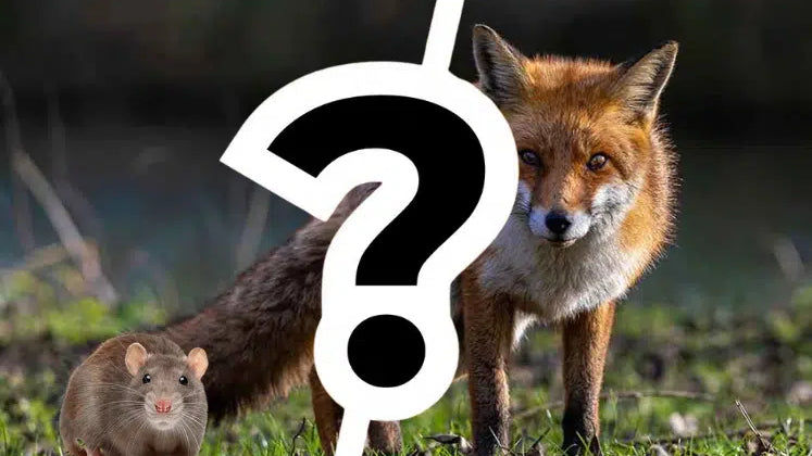 Comment protéger ses poules des prédateurs et des nuisibles ?