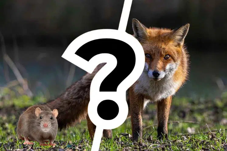 Comment protéger ses poules des prédateurs et des nuisibles ?