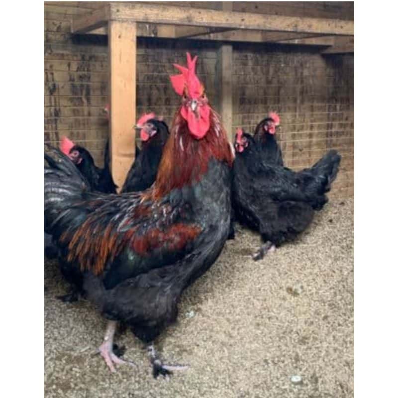 Litière pour petits animaux Paille de colza Litzhy - boite 6 ou 15 L