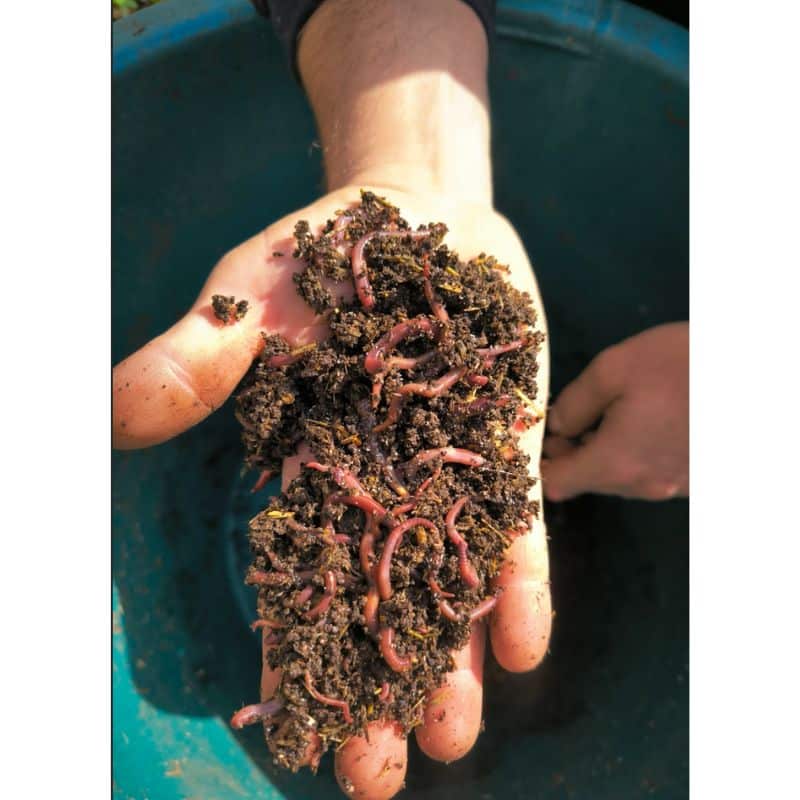Lombricompost