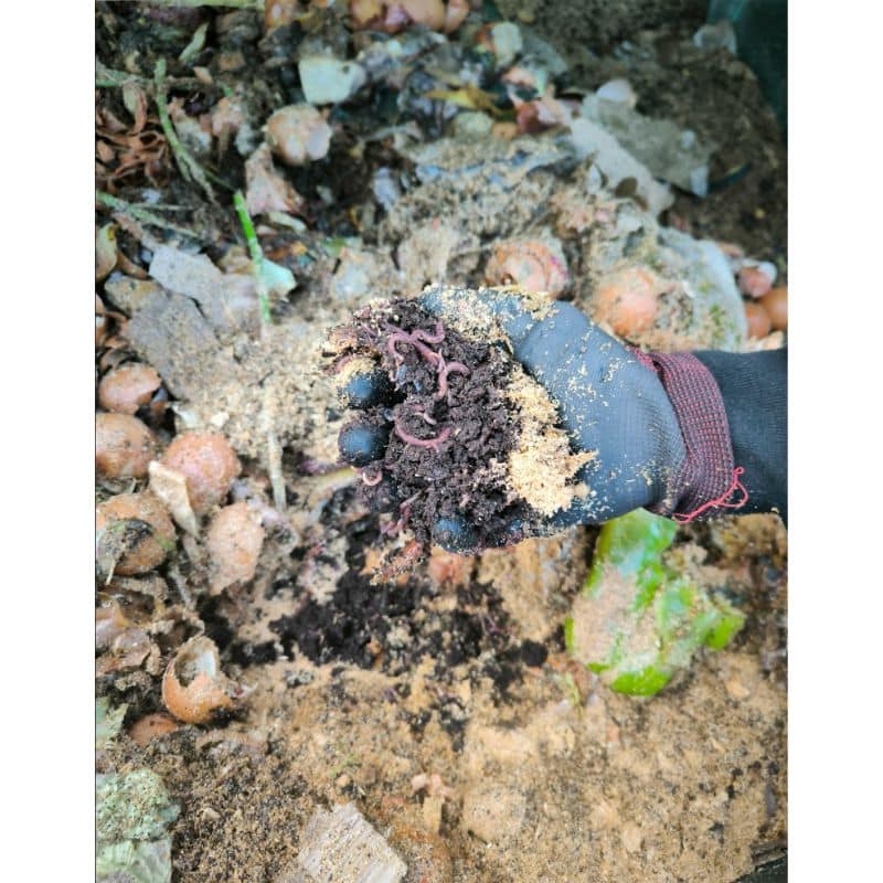 Lombricompost