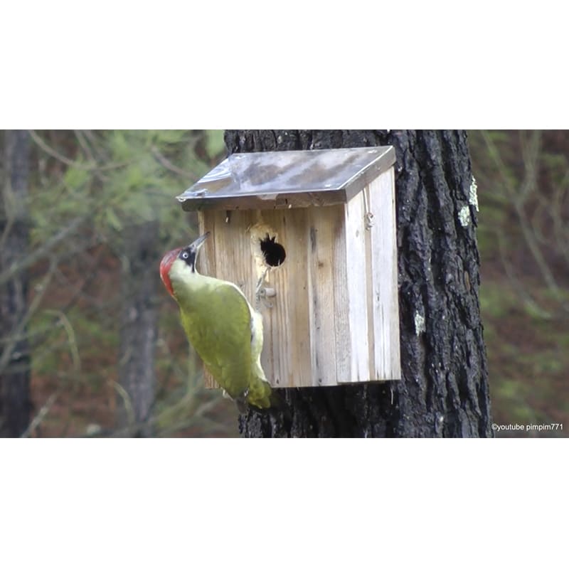 Plaque de protection pour nichoir ProtecPiaf