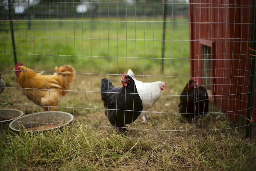Enclos pour poules - protection grippe aviaire 
