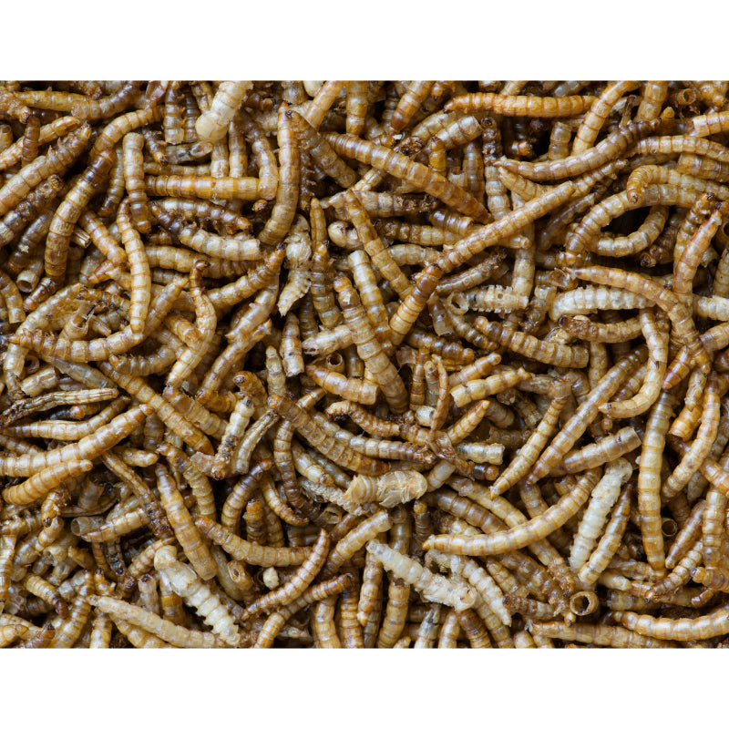 Vers de farine déshydratés 100% français 500g