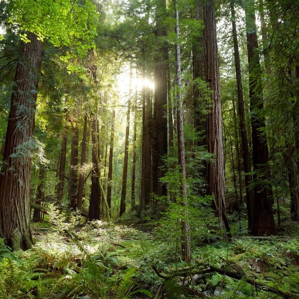 grande foret bretonne 