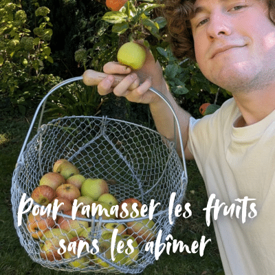 Panier récolte de fruits