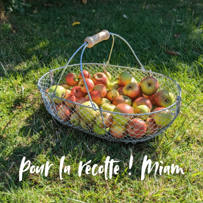 Panier récuperation pommes