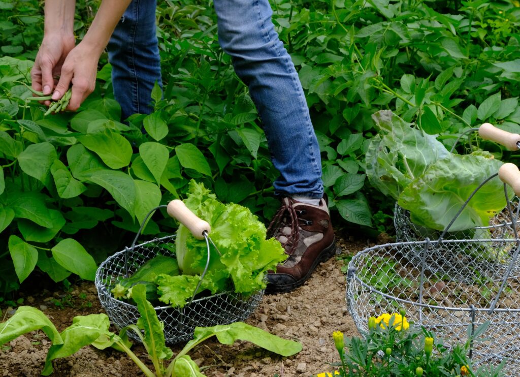 ramassage facile légume panier fer 
