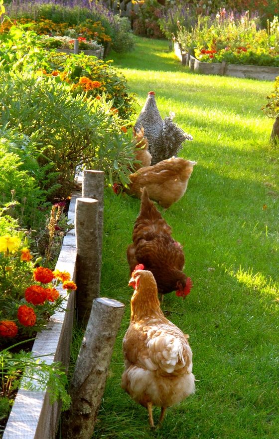 poules qui se baladent dans le jardin