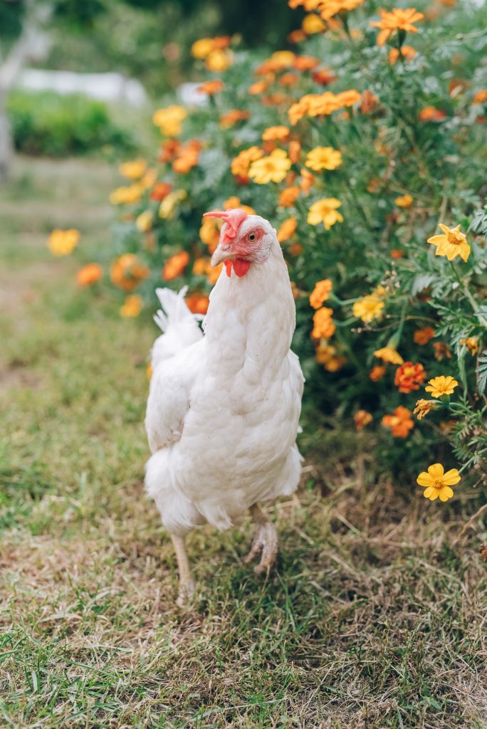Une poule blanche dans le jardin fleurit. Nettoyage du poulailler pour le printemps.