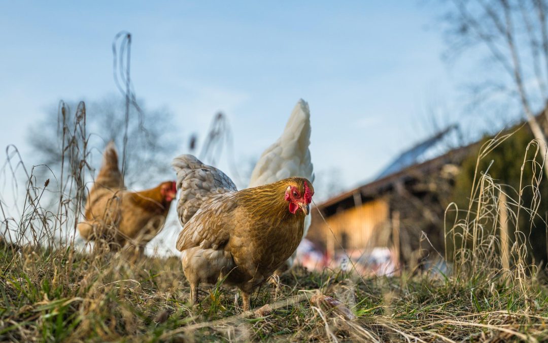 Les poules pondeuses : lesquelles adopter ?