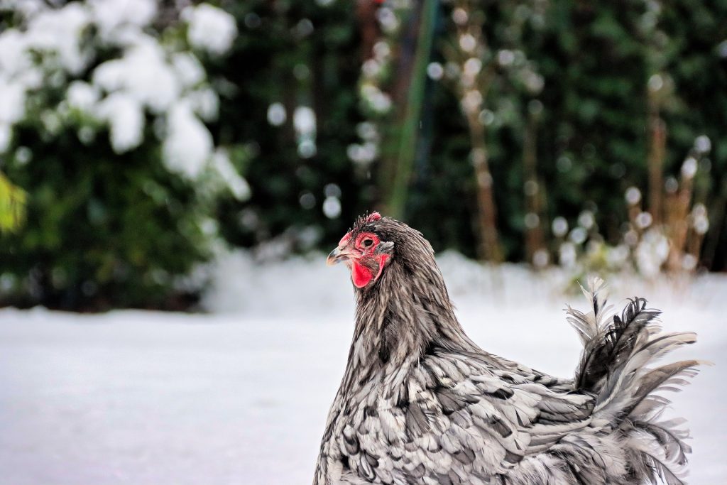 poule hiver