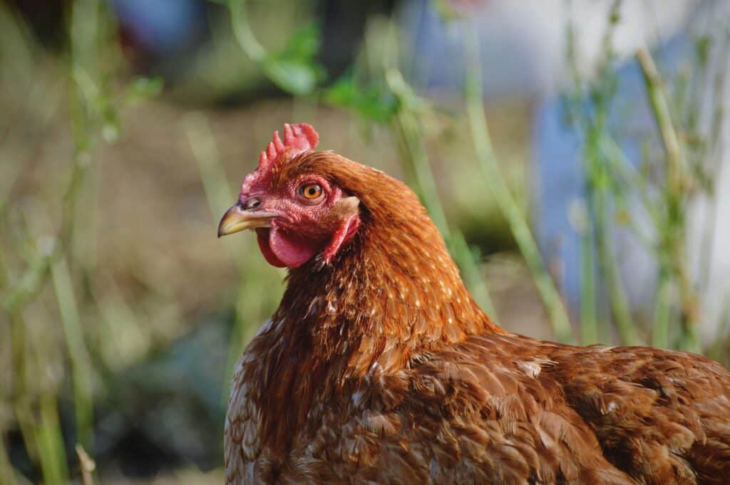 poule