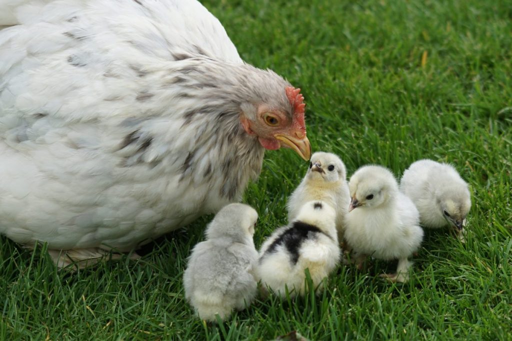 Poule blanche et poussins