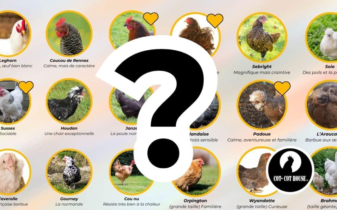 Quelle poule choisir ? Les différentes races de poules