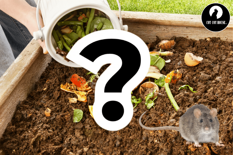 Rats dans le compost