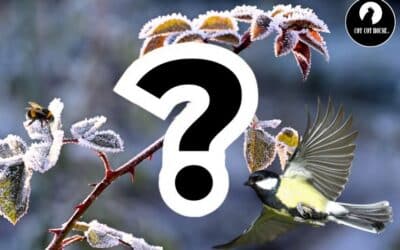 Soutenir la biodiversité au jardin cet hiver : oiseaux, insectes et sol vivant