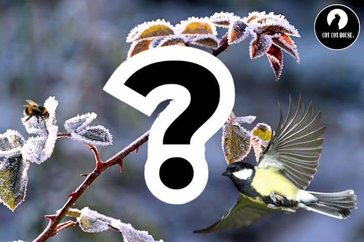 Soutenir la biodiversité au jardin cet hiver : oiseaux, insectes et sol vivant