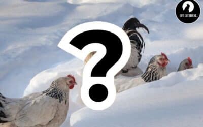 Comment préparer son poulailler pour l&rsquo;hiver ?
