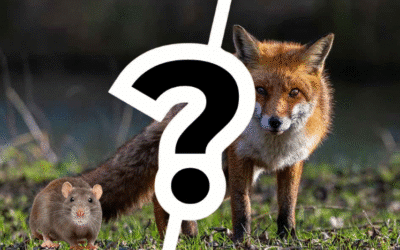 Comment protéger ses poules des prédateurs et des nuisibles ?