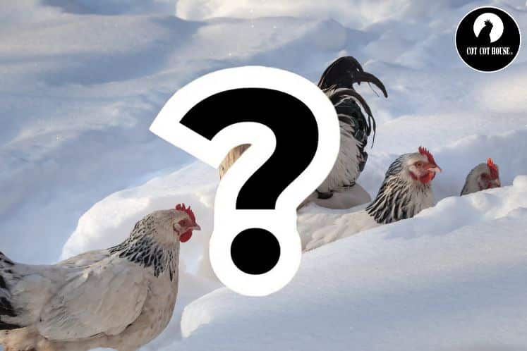 Comment préparer son poulailler pour l&rsquo;hiver ?