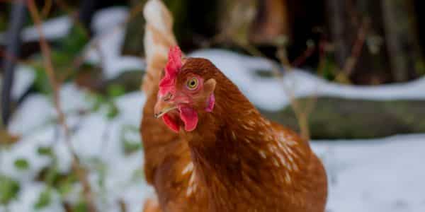 Poule en hiver