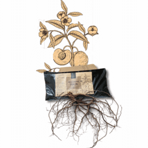 Pralin Lombricompost