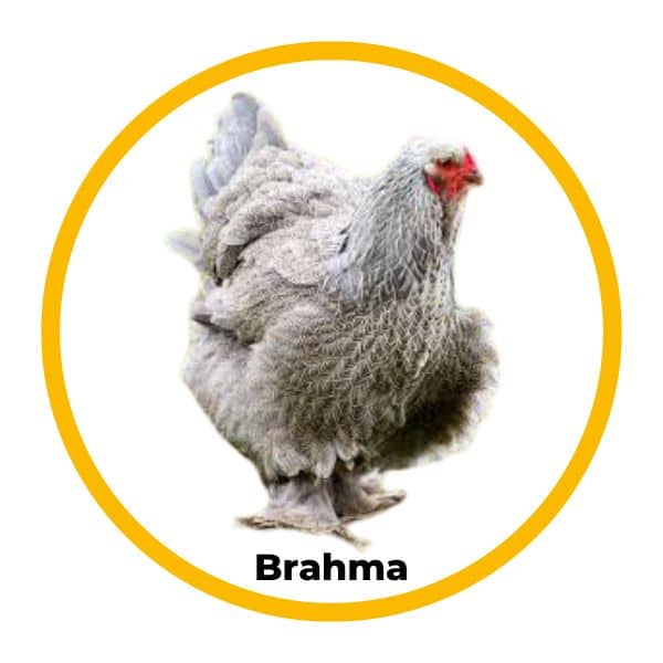 Poule Brahma