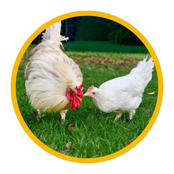 Poule naine et poule normale