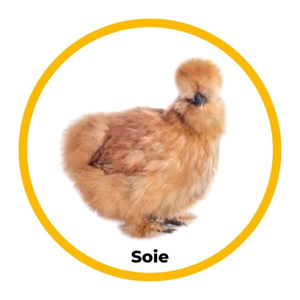 Poule soie
