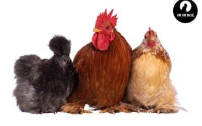 Top 10 des races de poules pour une ponte optimale en hiver