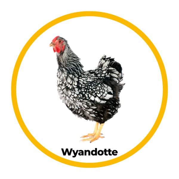 Poule race Wyandotte