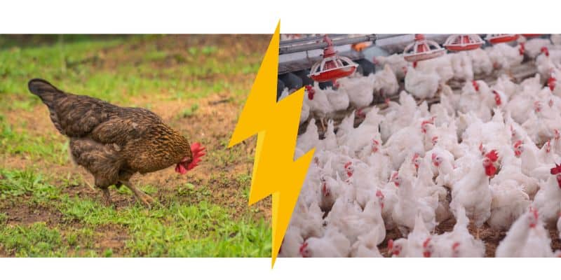 Poule domestique VS poule d'élevage