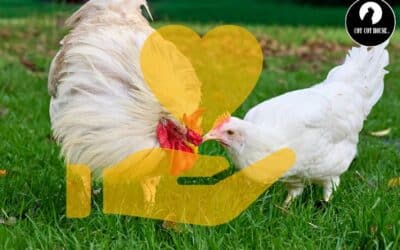 Durée de vie d’une poule pondeuse : combien de temps vit-elle vraiment ?