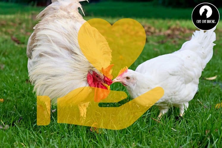 Durée de vie d’une poule pondeuse : combien de temps vit-elle vraiment ?